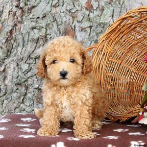 Malcolm, Toy Poodle Puppy