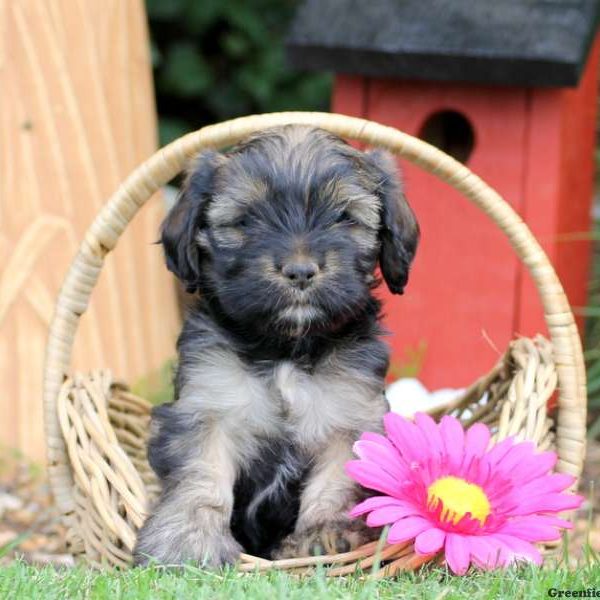 Malia, Cavalier King Charles Mix Puppy