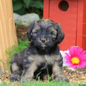 Malia, Cavalier King Charles Mix Puppy