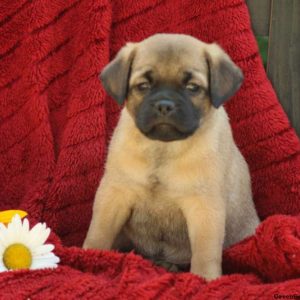 Malory, Pug Mix Puppy