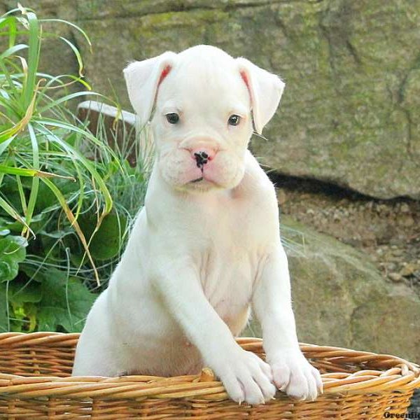 Manchester, Boxer Puppy