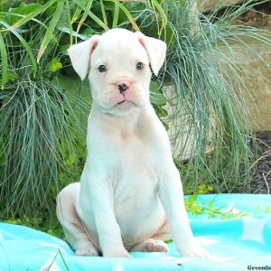 Manchester, Boxer Puppy