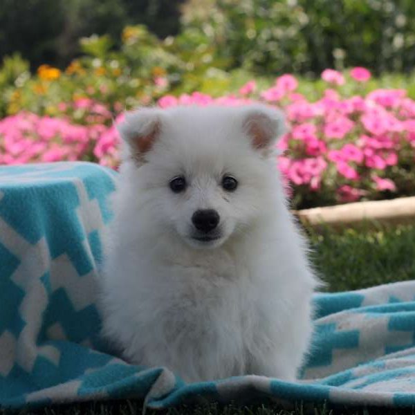 Mandy, American Eskimo Puppy