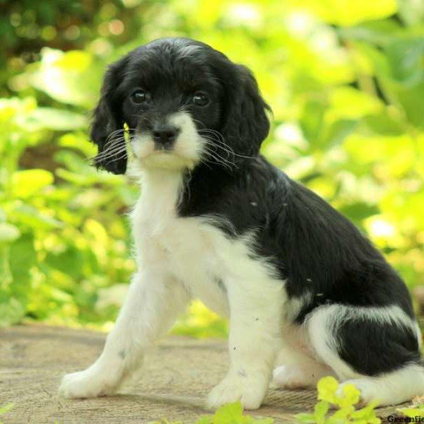 Mandy, Cavalier King Charles Mix Puppy