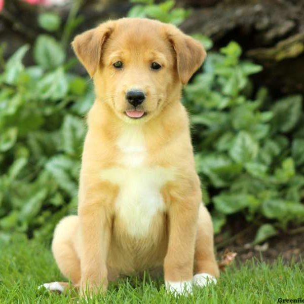 Mandy, Shetland Sheepdog Mix Puppy