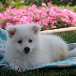 Mandy, American Eskimo Puppy