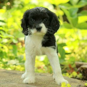 Mandy, Cavalier King Charles Mix Puppy