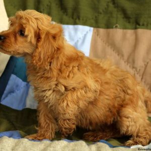 Mandy, Cockapoo Puppy