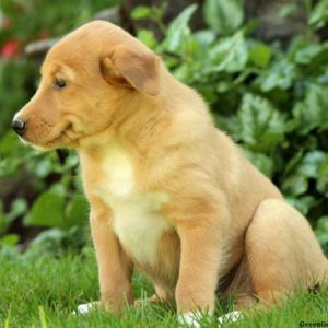 Mandy, Shetland Sheepdog Mix Puppy