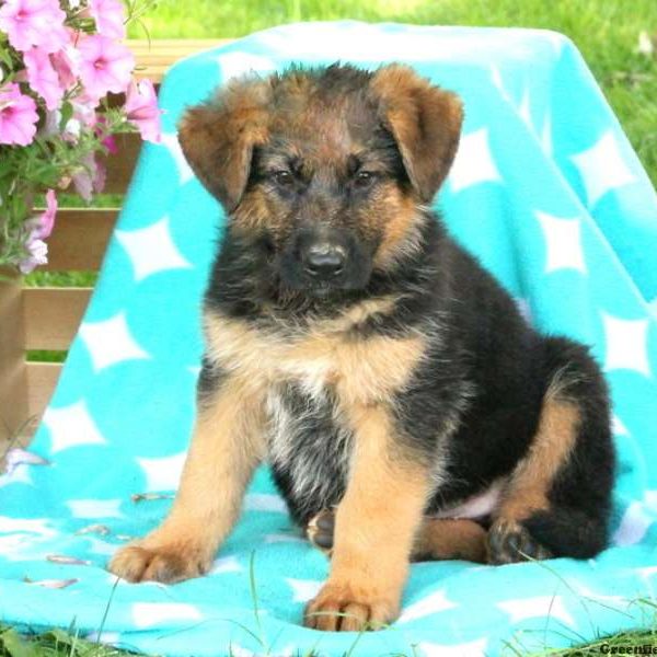 Manson, German Shepherd Puppy
