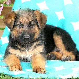 Manson, German Shepherd Puppy