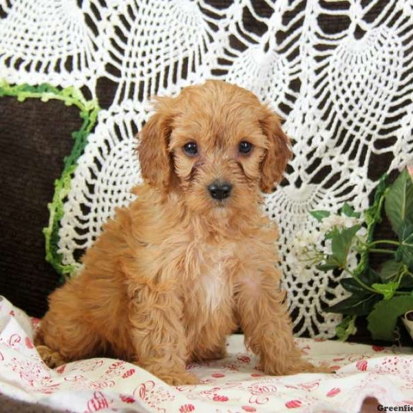 Marble, Cavapoo Puppy