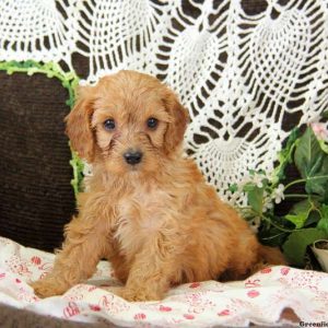 Marble, Cavapoo Puppy