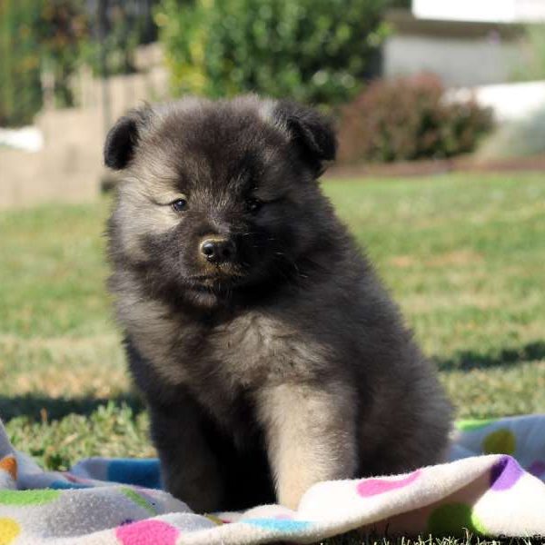 Marco, Keeshond Puppy