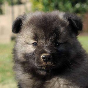 Marco, Keeshond Puppy