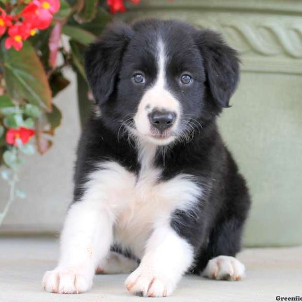 Margie, Border Collie Puppy