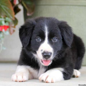 Margie, Border Collie Puppy