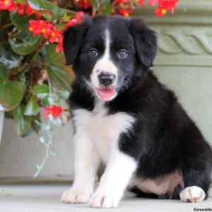 Margie, Border Collie Puppy