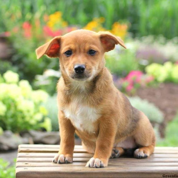 Maria, Jack Russell Mix Puppy