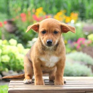 Maria, Jack Russell Mix Puppy