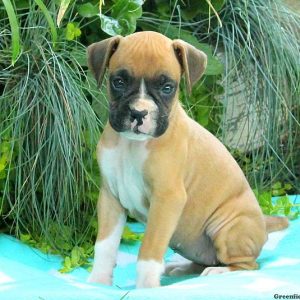 Mariah, Boxer Puppy