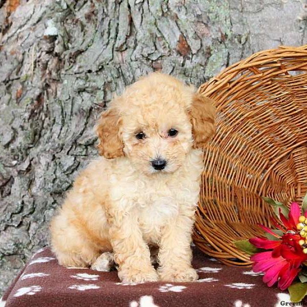 Marianne, Toy Poodle Puppy