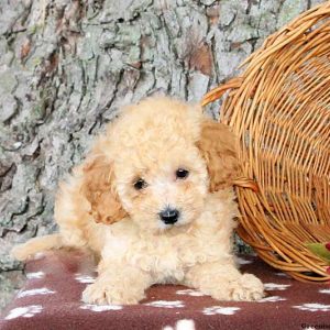 Marianne, Toy Poodle Puppy