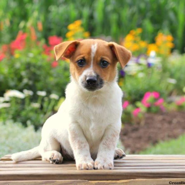 Mario, Jack Russell Mix Puppy