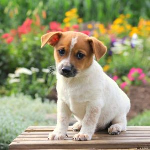 Mario, Jack Russell Mix Puppy