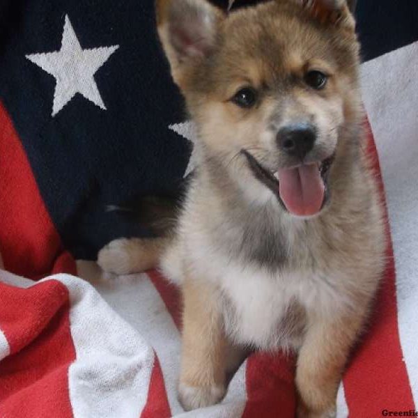 Marisa, Pomsky Puppy