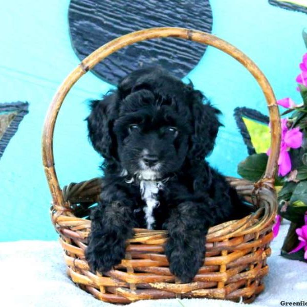 Marisol, Cavapoo Puppy