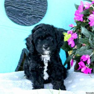 Marisol, Cavapoo Puppy