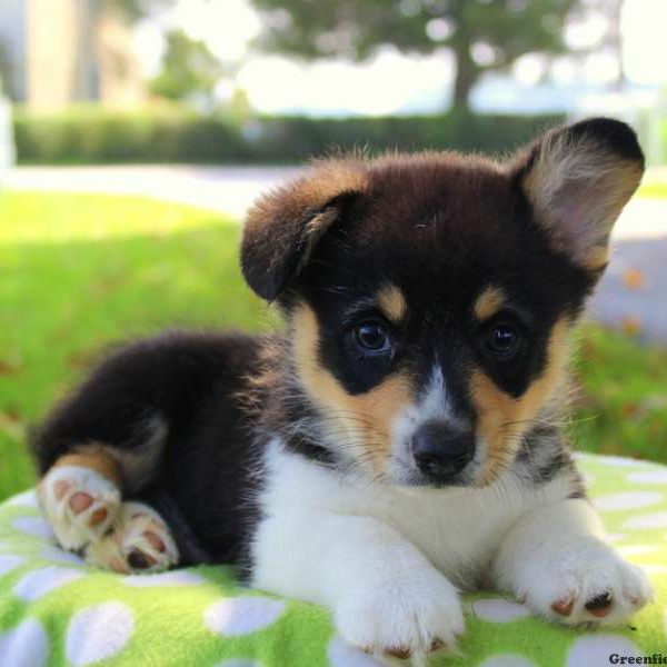 Mark, Pembroke Welsh Corgi Puppy