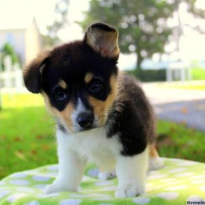 Mark, Pembroke Welsh Corgi Puppy