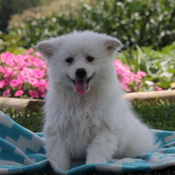 Markie, American Eskimo Puppy