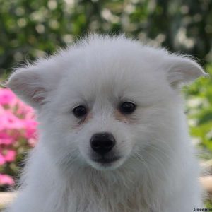 Markie, American Eskimo Puppy