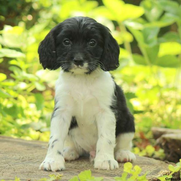 Marky, Cavalier King Charles Mix Puppy