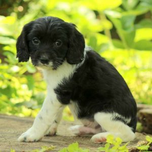 Marky, Cavalier King Charles Mix Puppy