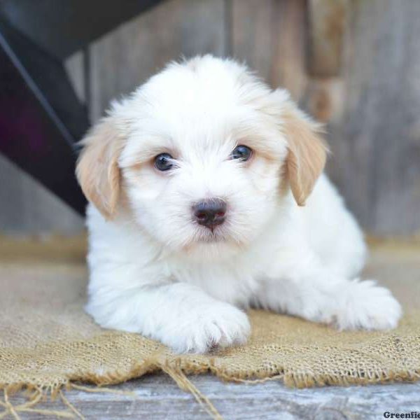 Marley, Havanese Puppy