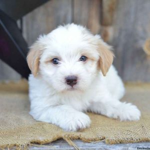 Marley, Havanese Puppy