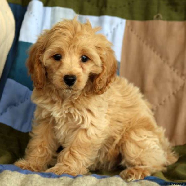 Marnie, Cockapoo Puppy