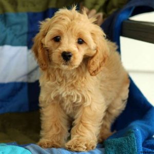 Marnie, Cockapoo Puppy