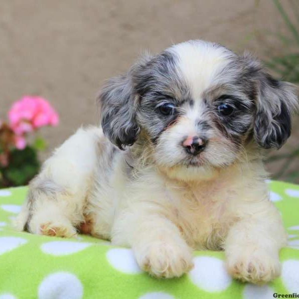 Marsha, Cavalier King Charles Mix Puppy