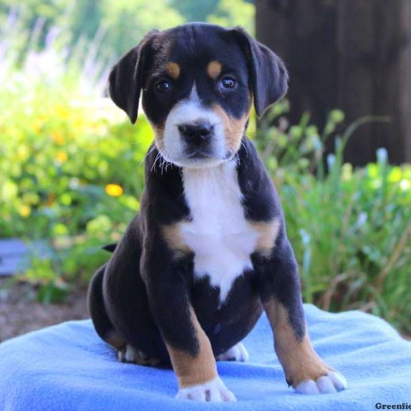 Marshmellow, Greater Swiss Mountain Dog Mix Puppy