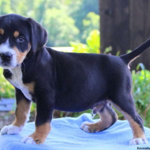 Marshmellow, Greater Swiss Mountain Dog Mix Puppy