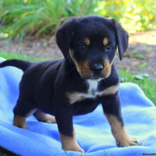 Martie, Greater Swiss Mountain Dog Mix Puppy