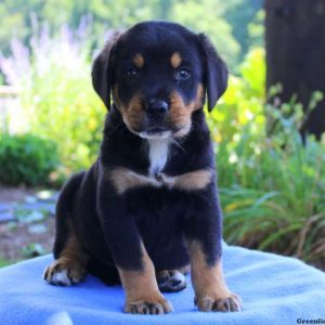 Martie, Greater Swiss Mountain Dog Mix Puppy