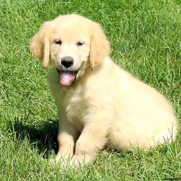 Martin, Golden Retriever Puppy