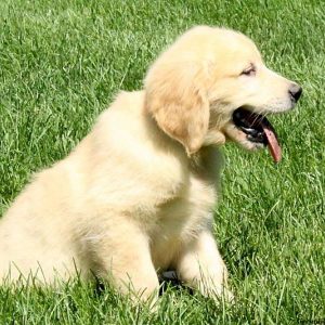 Martin, Golden Retriever Puppy