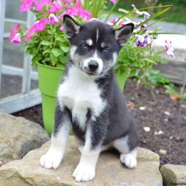 Marty, Siberian Husky Puppy